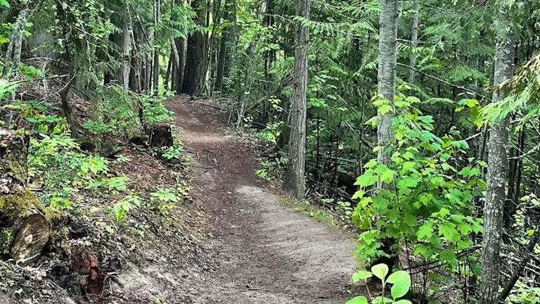 A forest trail near a hidden pond